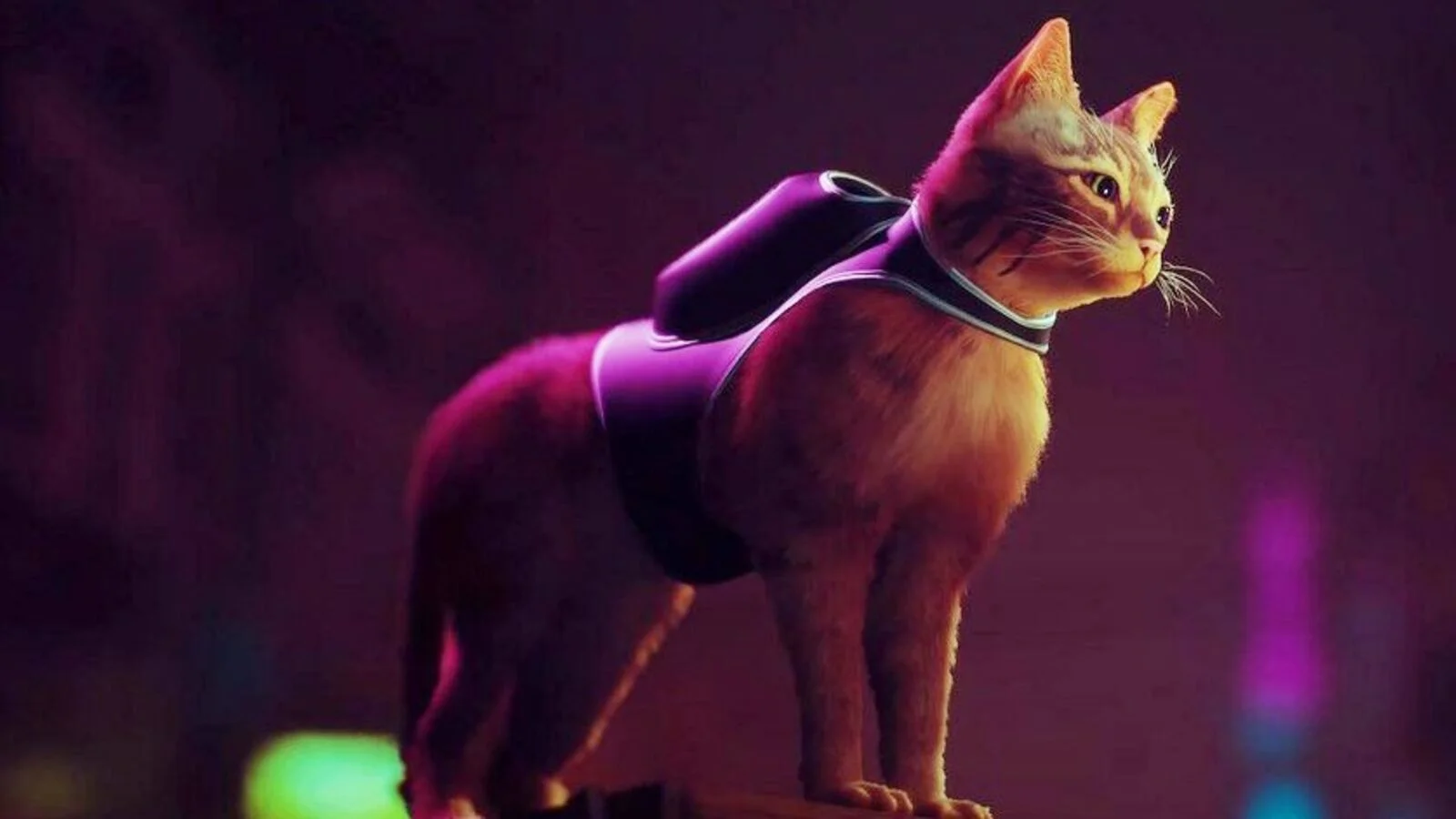 stray_meow stray